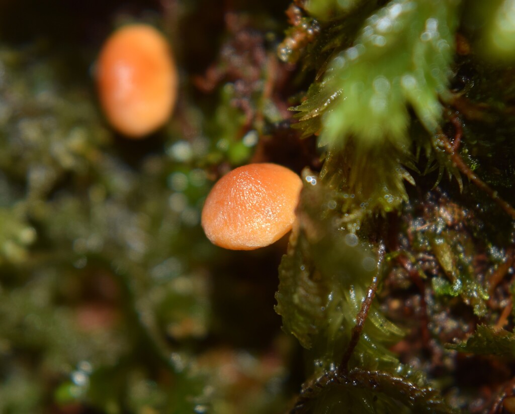 Hypholoma acutum · April 2025 · photo: © davidwhyte (iNaturalist, cc-by-sa)