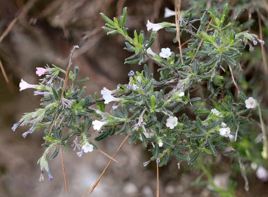 Lithodora