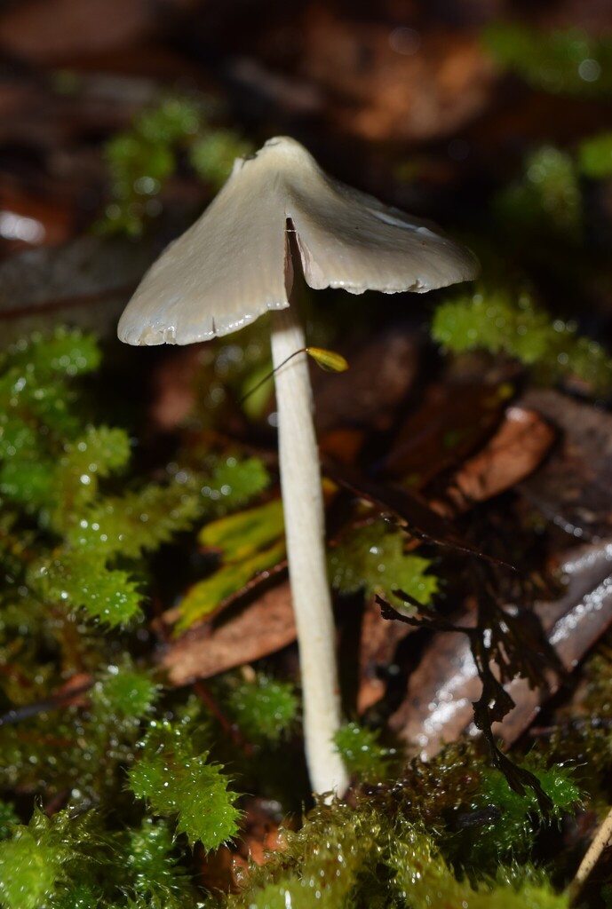 Entoloma canoconicum · April 2025 · photo: © davidwhyte (iNaturalist, cc-by-sa)