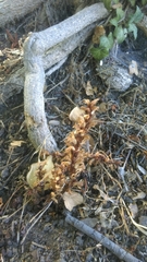 Orobanche hederae