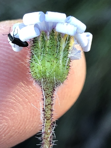 Minihead Plumeseed (Zyrphelis microcephala)