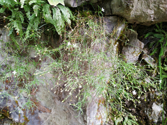Moehringia muscosa