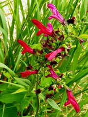 Salvia pentstemonoides