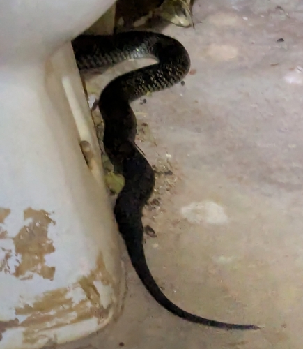 Spotted Mulga Snake sighting