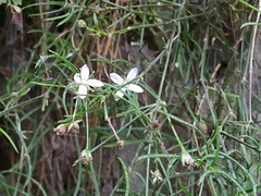 Moehringia muscosa