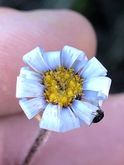 Zyrphelis microcephala microcephala