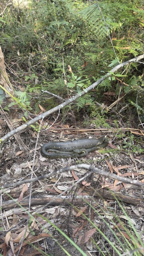 Diamond Python sighting