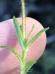 Zyrphelis microcephala microcephala
