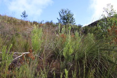 Erica abietina constantiana