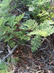 Chamaebatia foliolosa