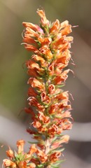 Erica abietina constantiana