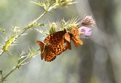 Speyeria coronis carolae