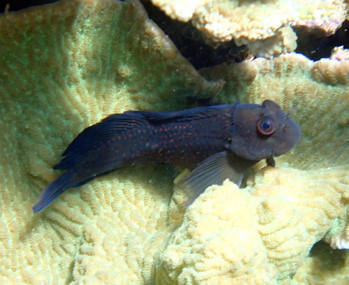 Mailcheek blenny (Cirripectes chelomatus) — Blenniidae — 3