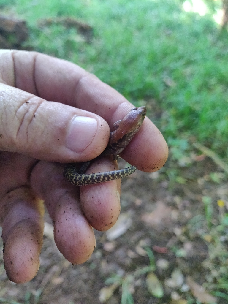 Narrow-Banded Kanaky Skink