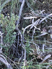 Zyrphelis microcephala microcephala