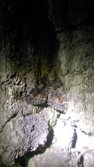 Catocala sponsa