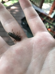 Trichoferus campestris