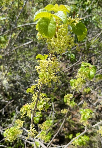 Pacific Poison Oak