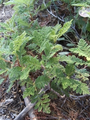 Chamaebatia foliolosa