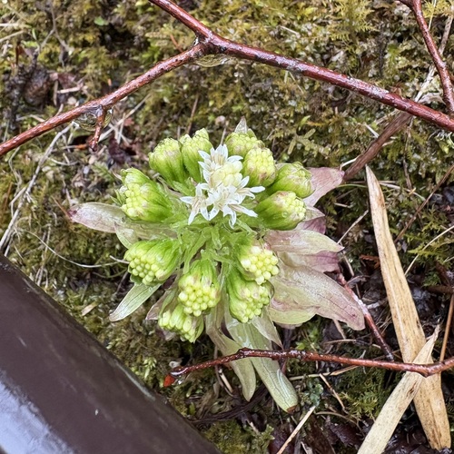 Fuki (Petasites japonicus)