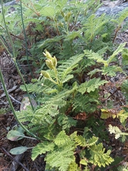 Chamaebatia foliolosa