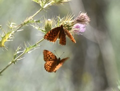 Speyeria coronis carolae