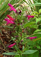 Salvia pentstemonoides