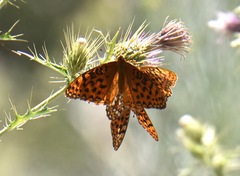 Speyeria coronis carolae