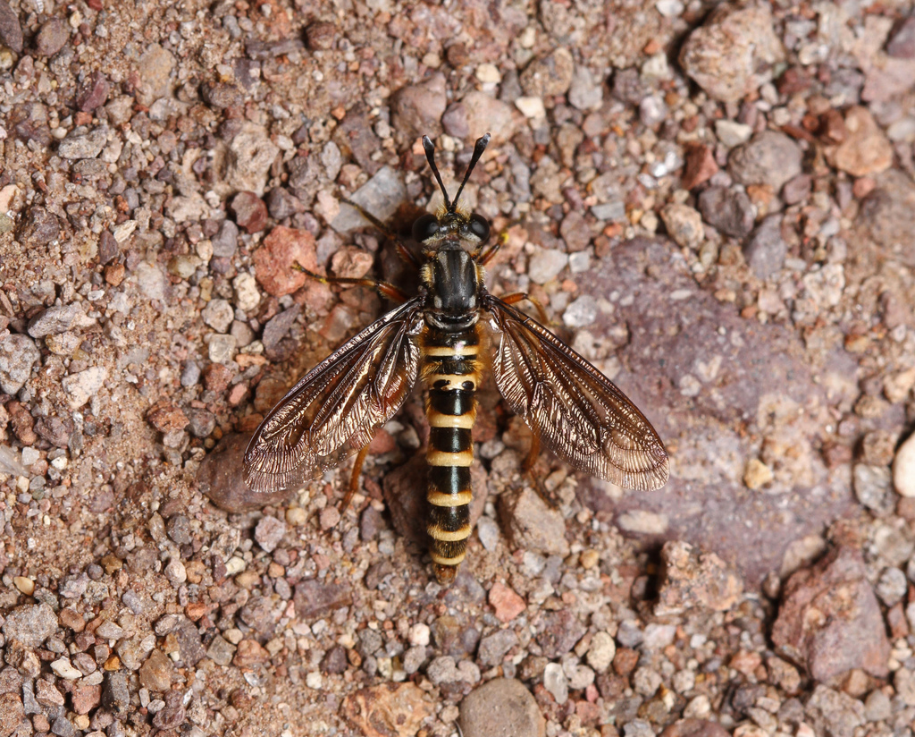 Nemomydas venosus