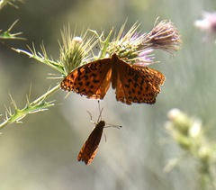 Speyeria coronis carolae