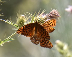 Speyeria coronis carolae