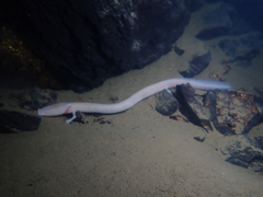 Proteus anguinus anguinus
