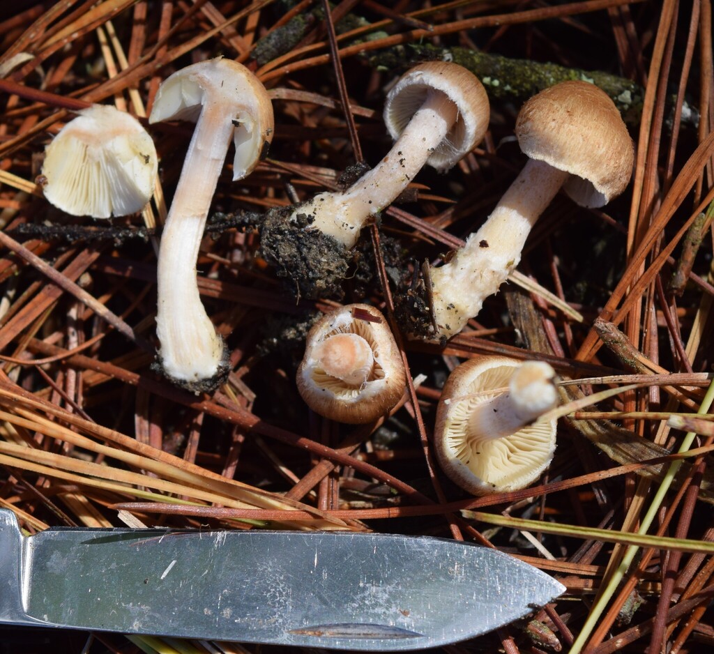 Inocybe sindonia · April 2025 · photo: © davidwhyte (iNaturalist, cc-by-sa)