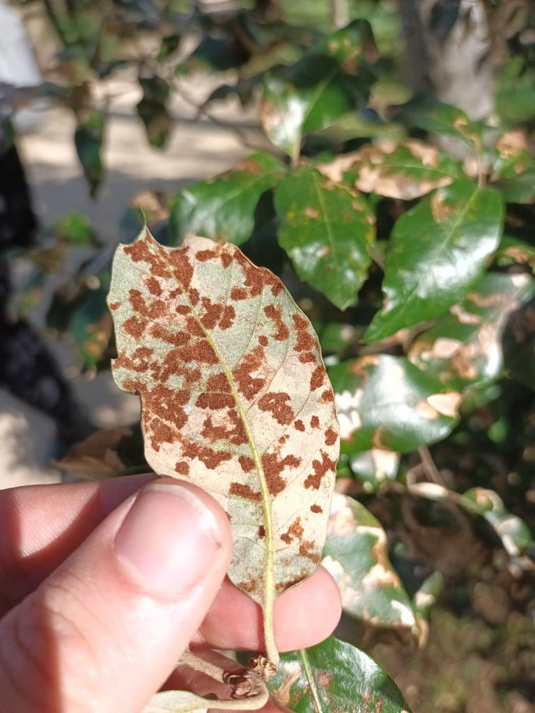 Holm Oak Felt Gall Mite