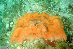 Dragmacidon mexicanum