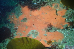 Dragmacidon mexicanum