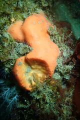 Dragmacidon mexicanum