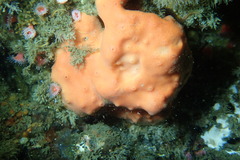 Dragmacidon mexicanum