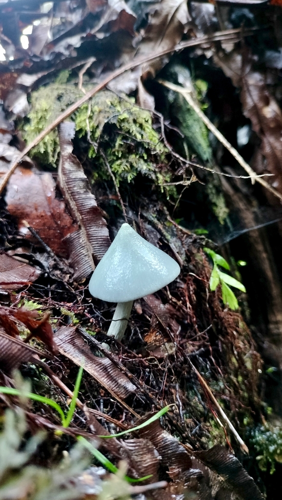 Entoloma hochstetteri · April 2025 · photo: © bts_blaire (iNaturalist, cc0)