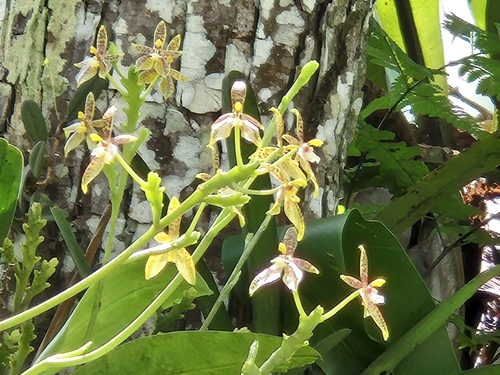 Deer-antlered phalaenopsis (Phalaenopsis cornu)