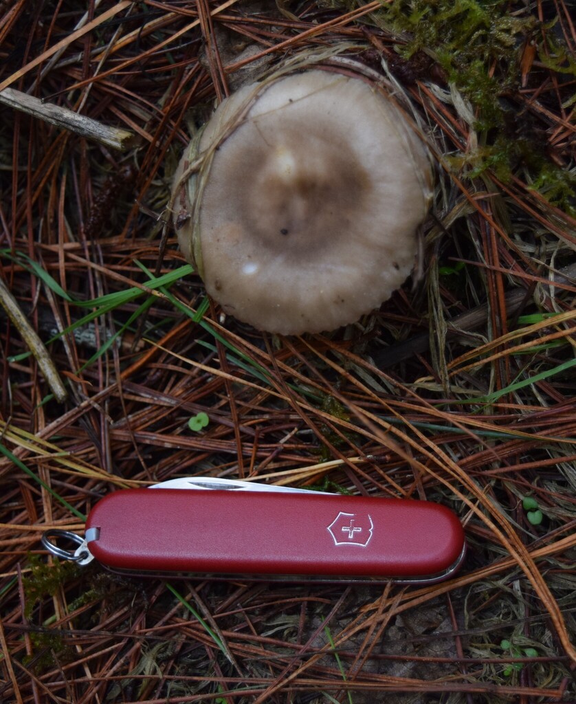 Russula amoenolens · April 2025 · photo: © davidwhyte (iNaturalist, cc-by-sa)