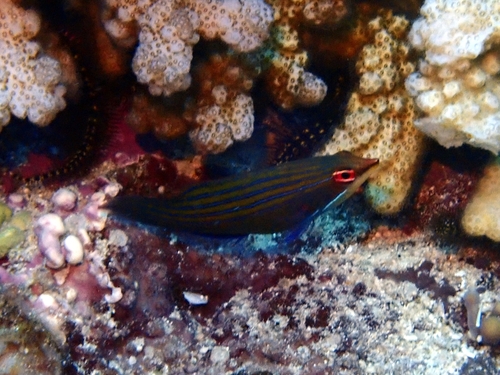 Pseudocheilinus tetrataenia observed 2025-04-05