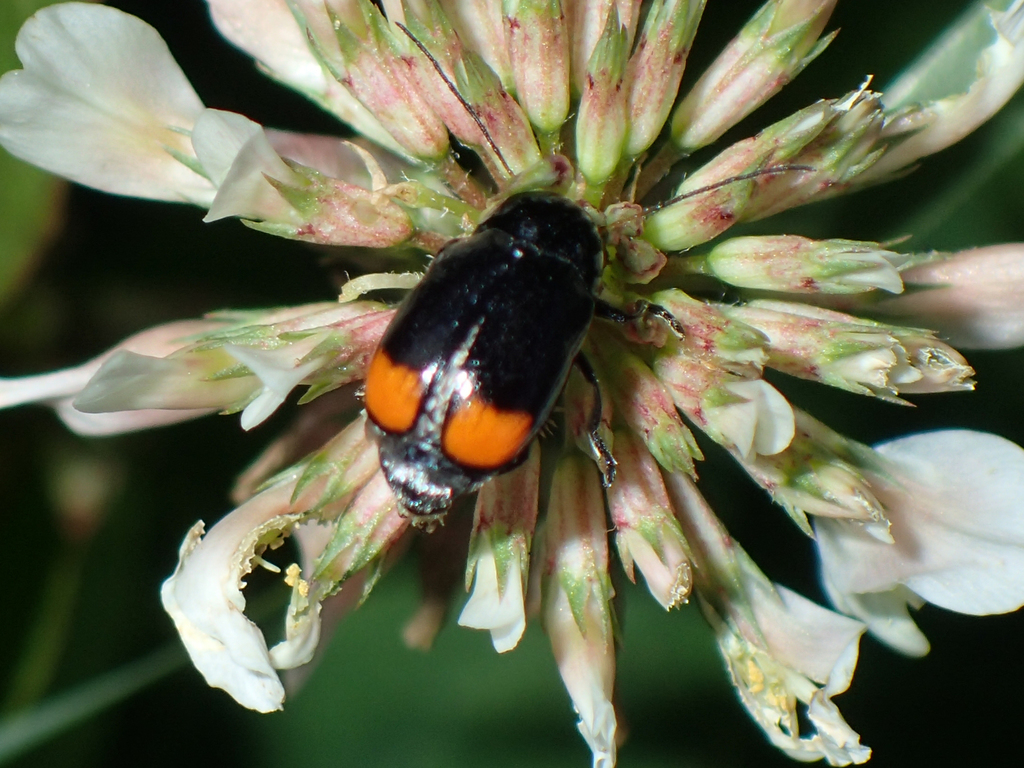 Cryptocephalus biguttatus