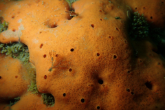 Dragmacidon mexicanum