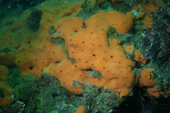 Dragmacidon mexicanum