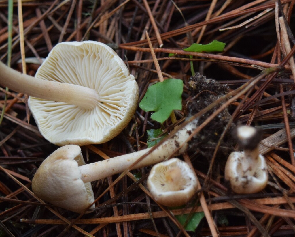 Inocybe sindonia · April 2025 · photo: © davidwhyte (iNaturalist, cc-by-sa)