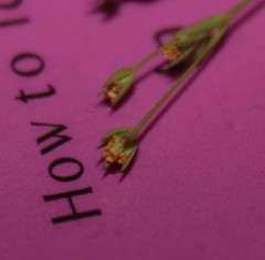 Bupleurum tenuissimum