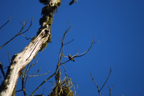 Taita White-eye (Zosterops silvanus), photo 3