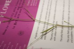 Bupleurum tenuissimum