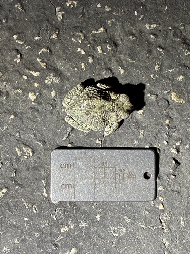 iNaturalist observation photo of Red-spotted Toad